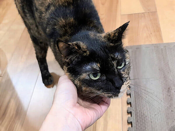 猫ペットシッター