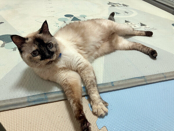 猫ペットシッター