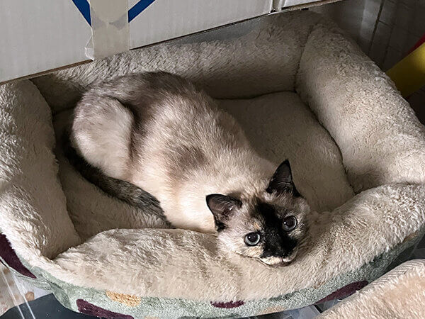 猫ペットシッター