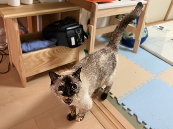 猫ペットシッター