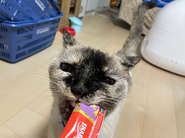 猫ペットシッター