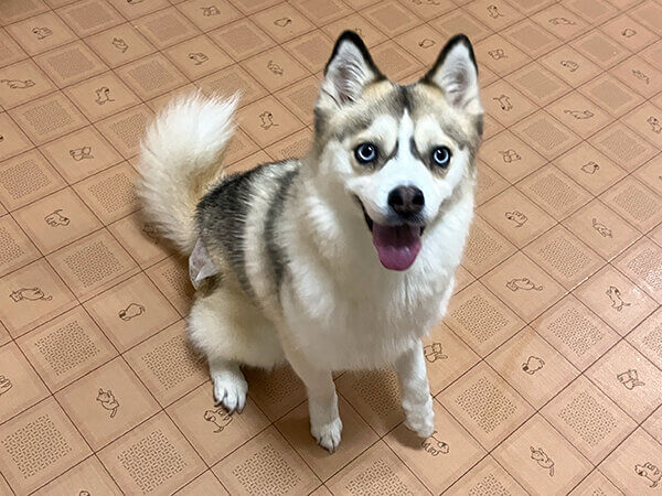 小型犬ポメラニアン×シベリアンハスキーペットホテル