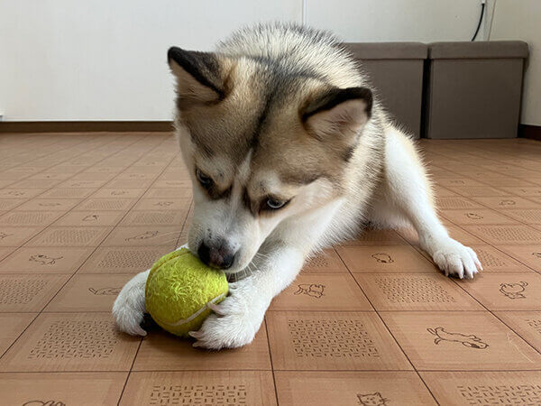 小型犬ポメラニアン×シベリアンハスキーペットホテル