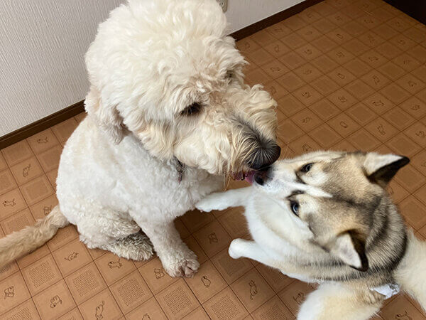 小型犬ポメラニアン×シベリアンハスキーペットホテル