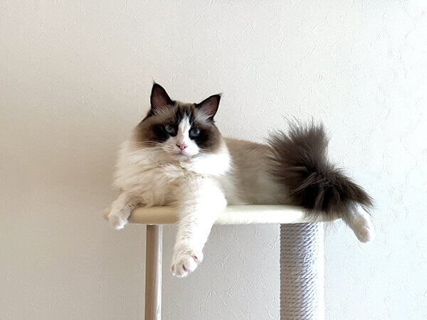 猫ラグドールペットシッター