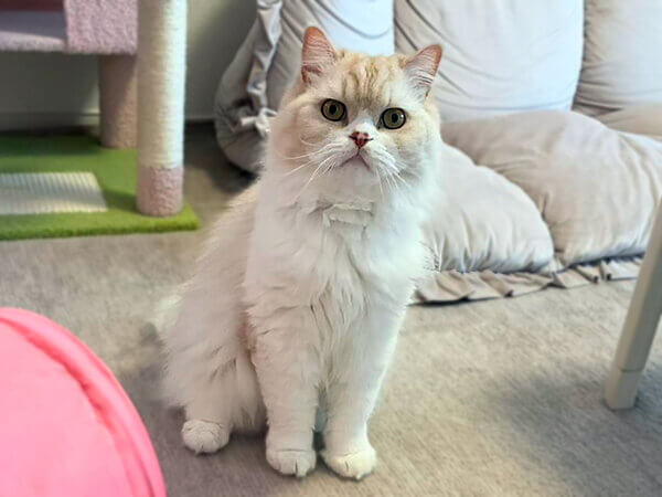 猫ペットシッター