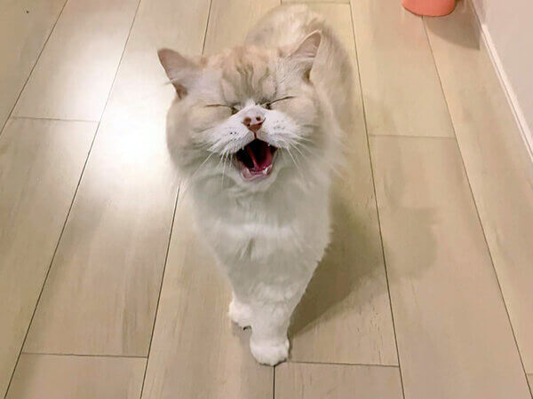 猫ペットシッター