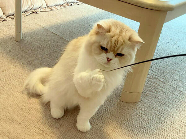 猫ペットシッター