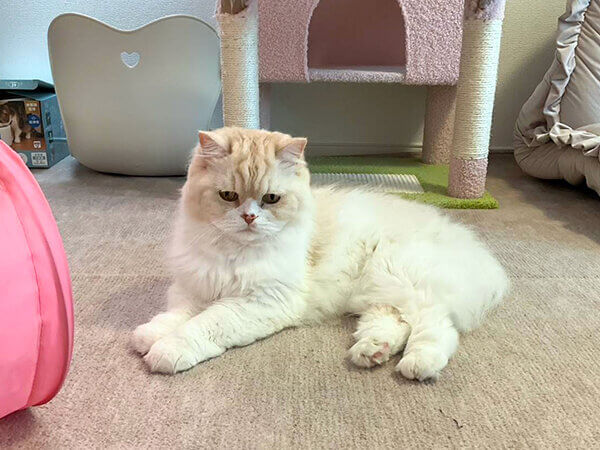 猫ペットシッター