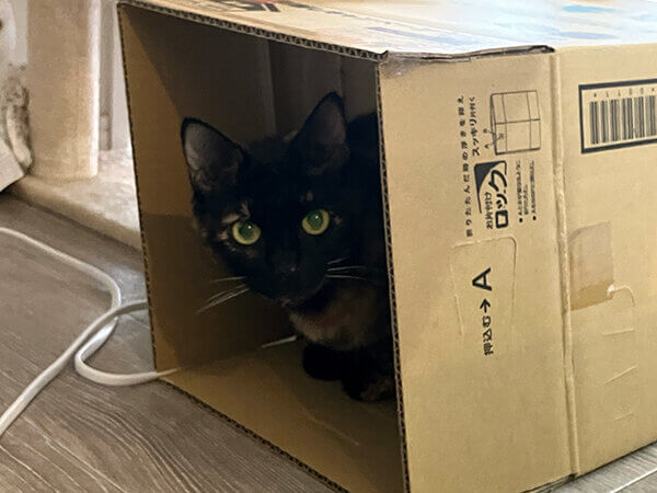 猫ペットシッター