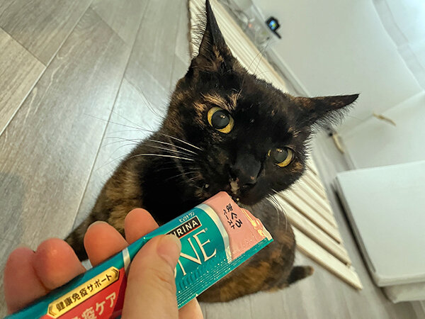 猫ペットシッター