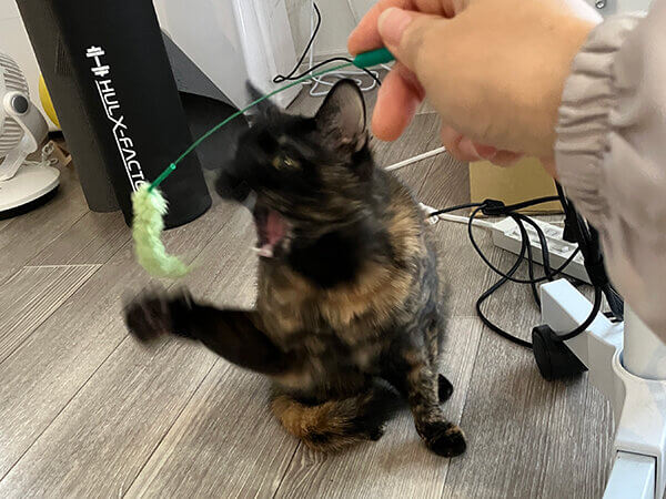 猫ペットシッター