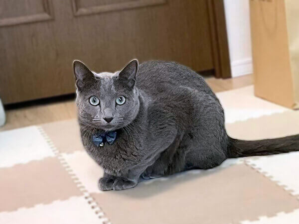 猫、ロシアンブルー、ペットシッター