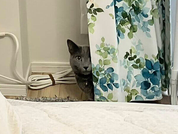猫、ロシアンブルー、ペットシッター