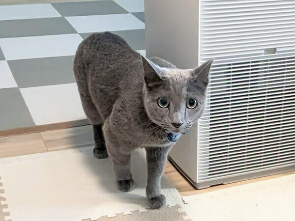 猫、ロシアンブルー、ペットシッター