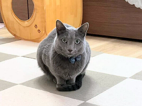 猫、ロシアンブルー、ペットシッター