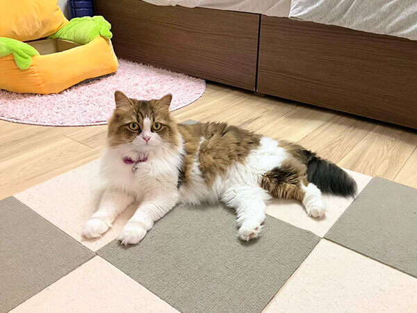 スコティッシュフォールド猫ペットシッター
