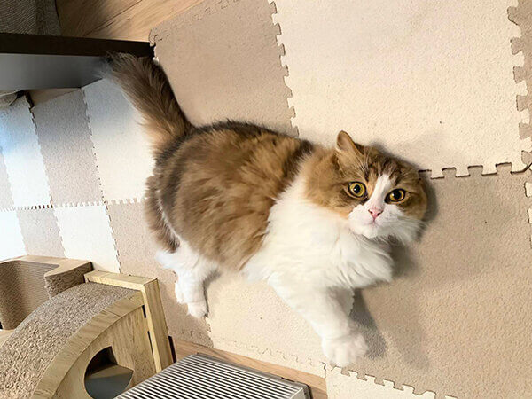 スコティッシュフォールド猫ペットシッター
