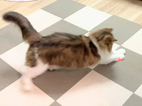 スコティッシュフォールド猫ペットシッター
