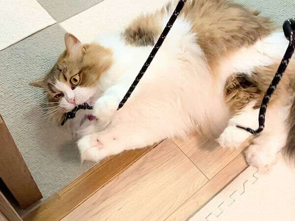 スコティッシュフォールド猫ペットシッター