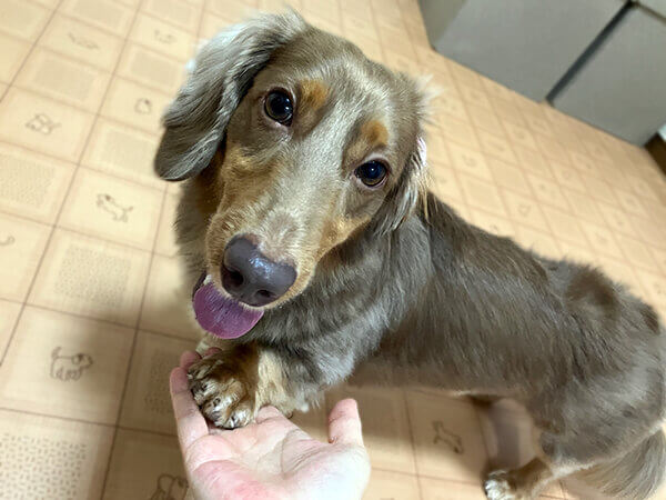 ミニチュアダックスフンドペットホテル