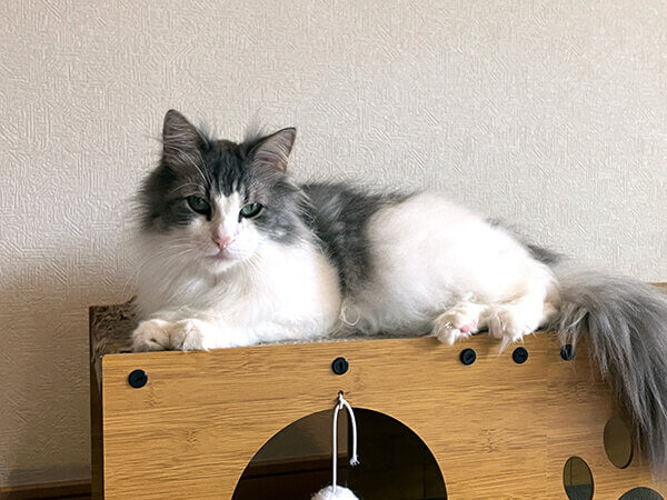 ノルウェージャンフォレストキャットペットシッター