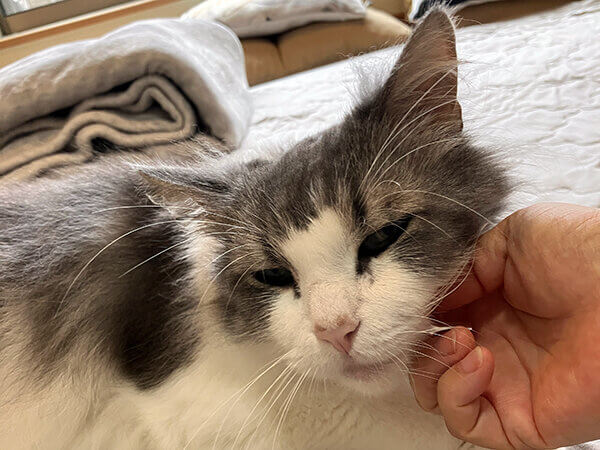 ノルウェージャンフォレストキャットペットシッター