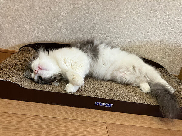 ノルウェージャンフォレストキャットペットシッター