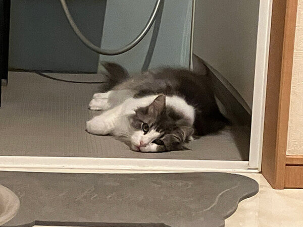 ノルウェージャンフォレストキャットペットシッター