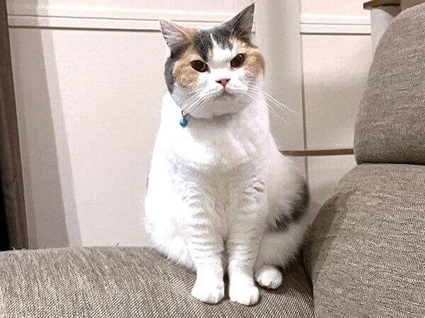 猫ペットシッター