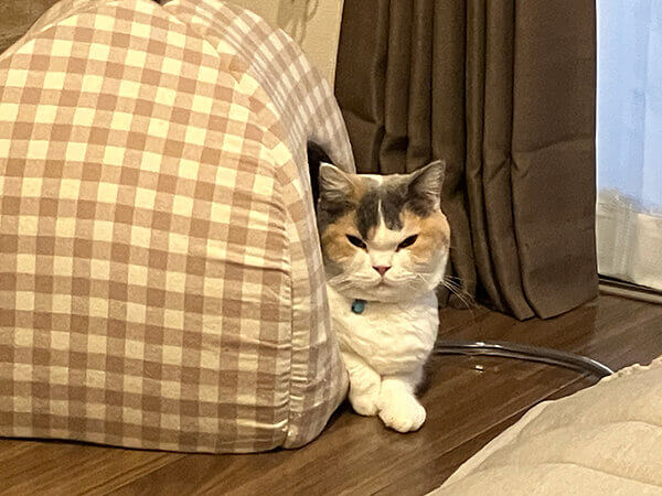 猫ペットシッター