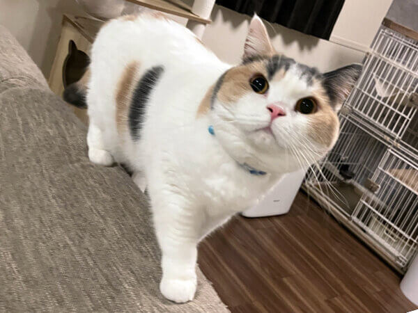 猫ペットシッター