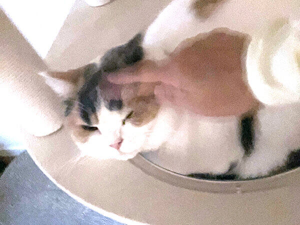 猫ペットシッター
