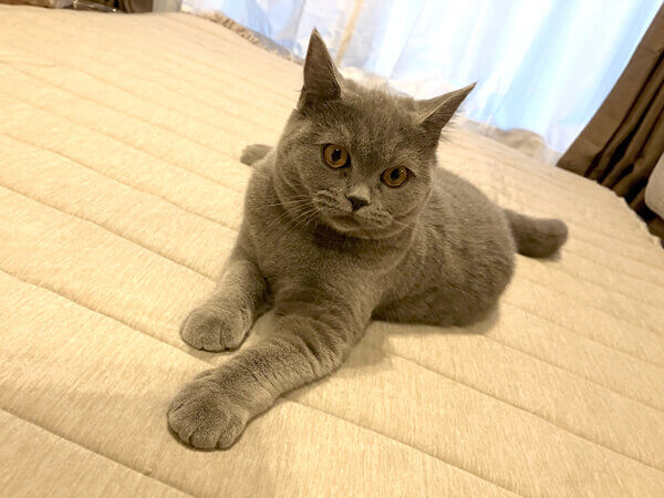 ブリティッシュショートヘアペットシッター