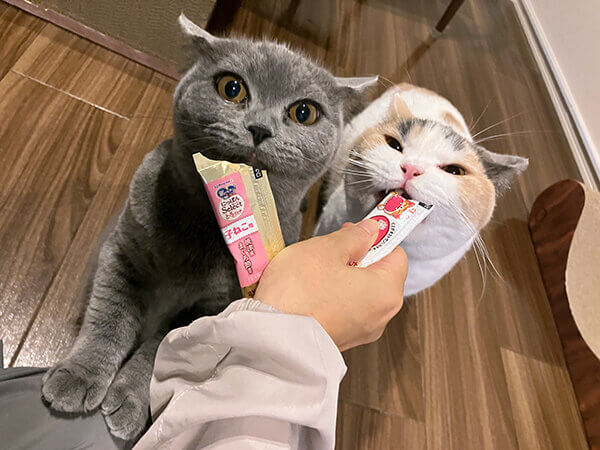 ブリティッシュショートヘアペットシッター