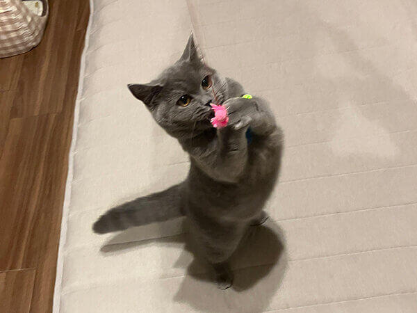 ブリティッシュショートヘアペットシッター