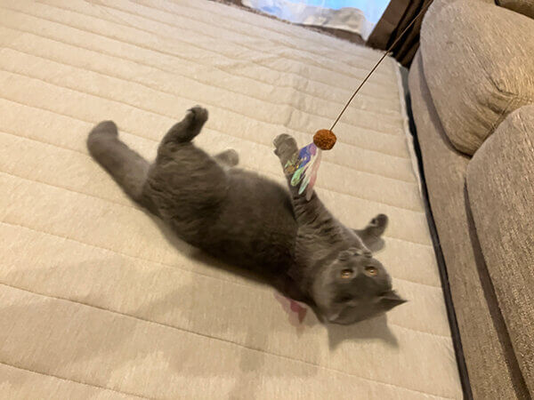 ブリティッシュショートヘアペットシッター