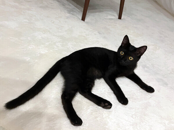 黒猫ペットシッター
