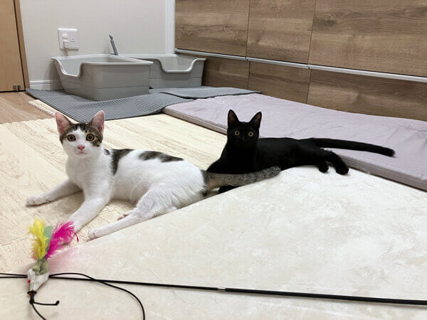 黒猫ペットシッター