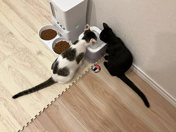 黒猫ペットシッター