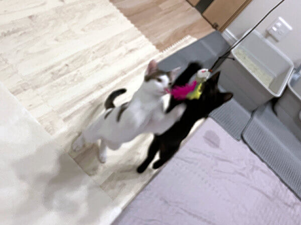 黒猫ペットシッター