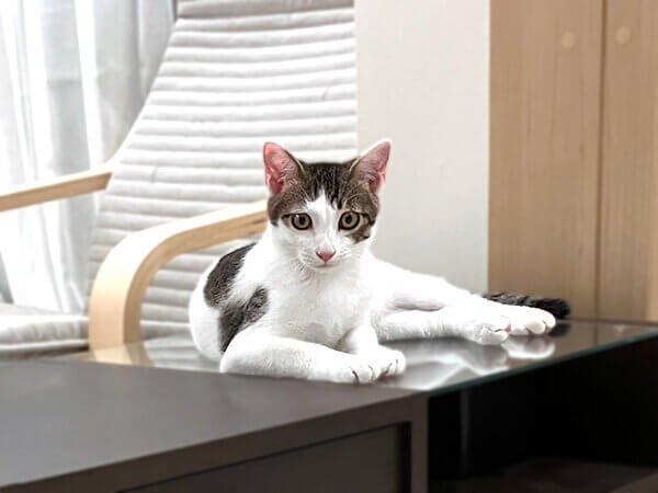 猫ペットシッター