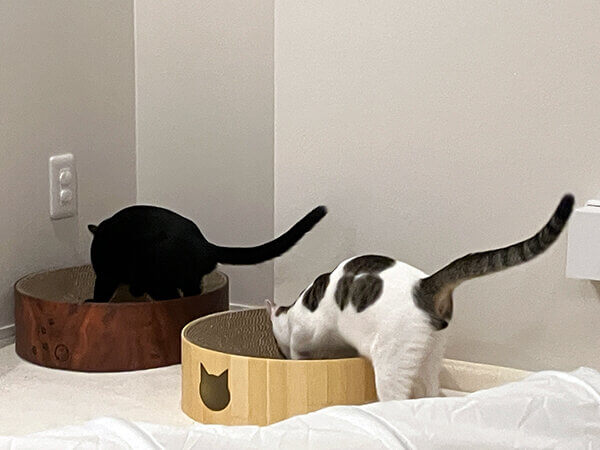 猫ペットシッター