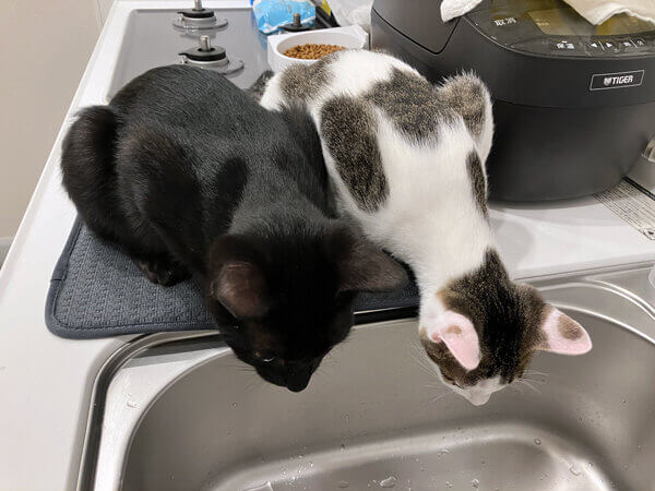 猫ペットシッター