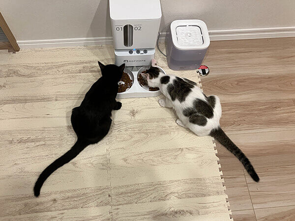 猫ペットシッター