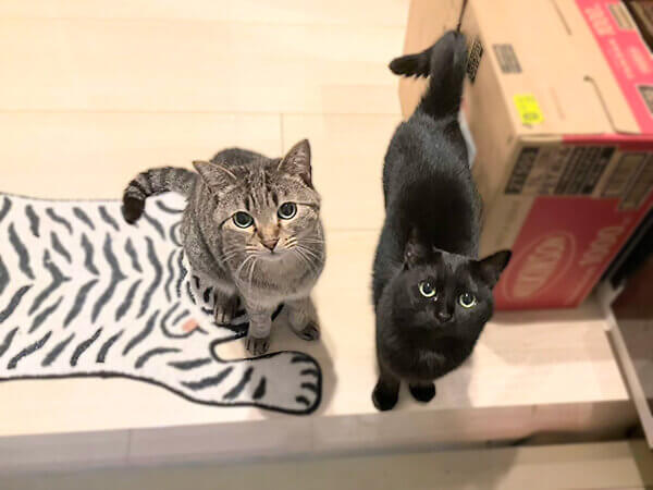 猫ペットシッター