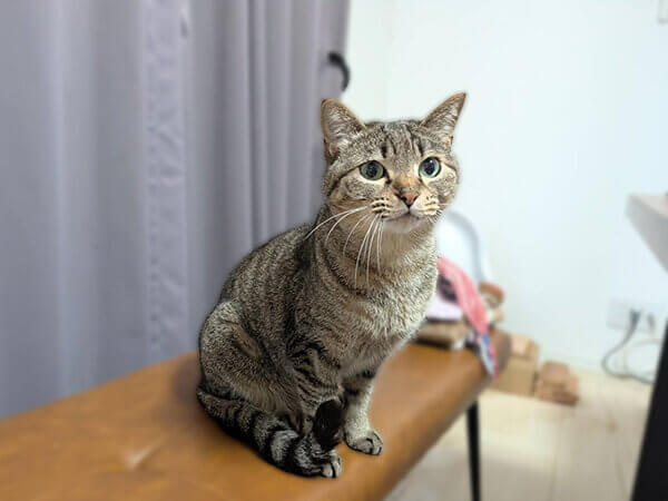 猫ペットシッター