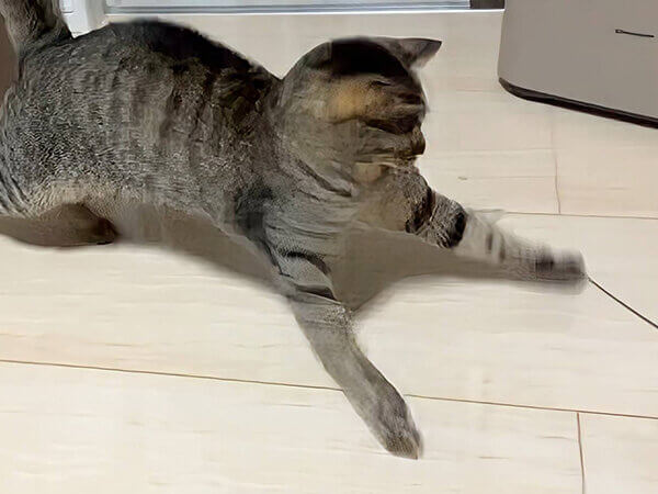 猫ペットシッター