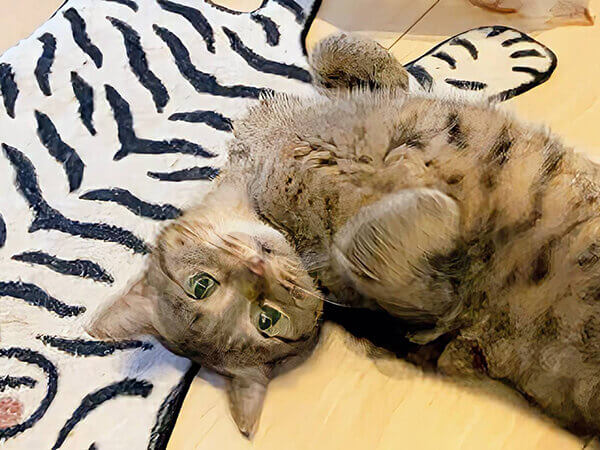 猫ペットシッター