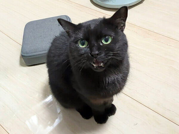 猫ペットシッター